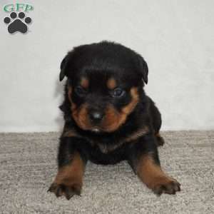 Foxy, Rottweiler Puppy